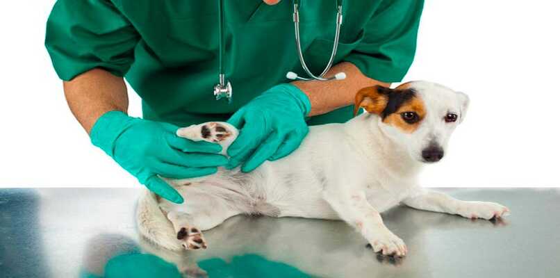 veterinario revisando a un perro con problemas de prostata