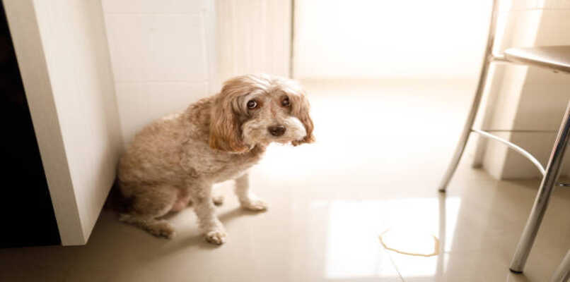 problemas en el tracto urinario de un perro