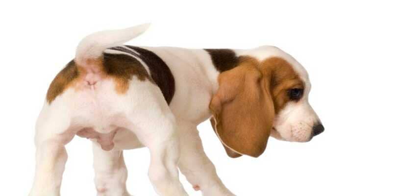 zonas genitales de un perrito beagle