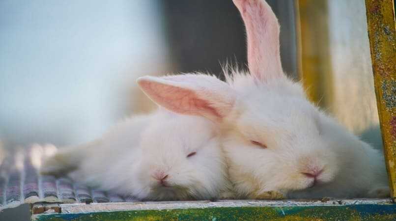 paraja conejos durmiendo