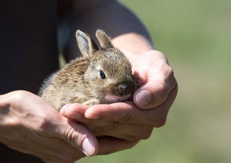 conejo pequeño en manos
