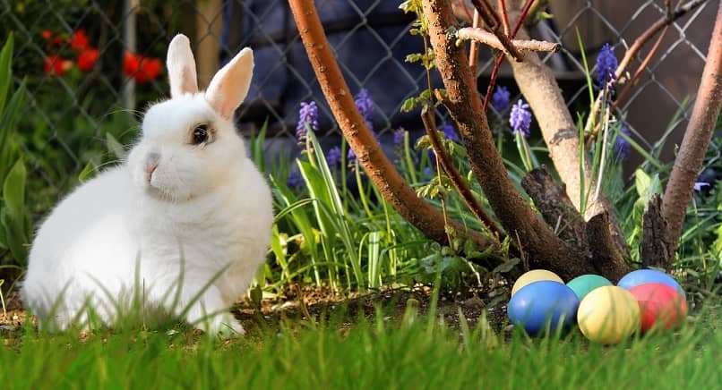conejo en el patio jugando