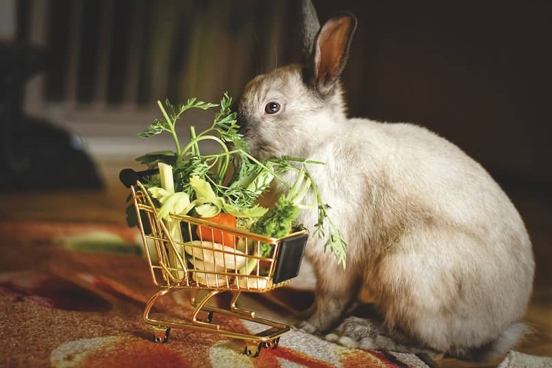 conejo oliendo verduras