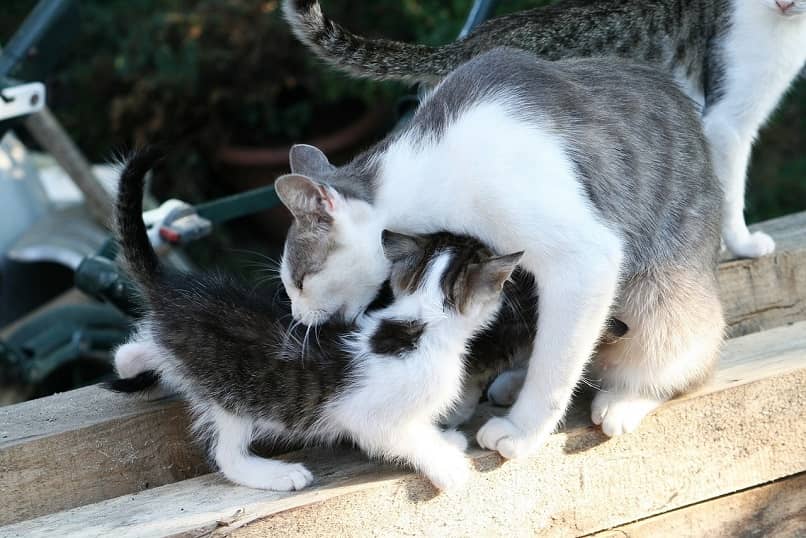 mama gata cuidando sus gatitos
