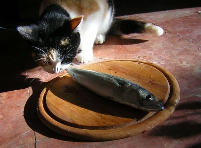 beneficios del pescado para gatos