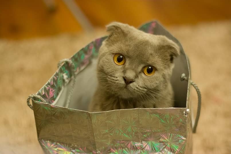 gato gris dentro de una bolsa de regalo