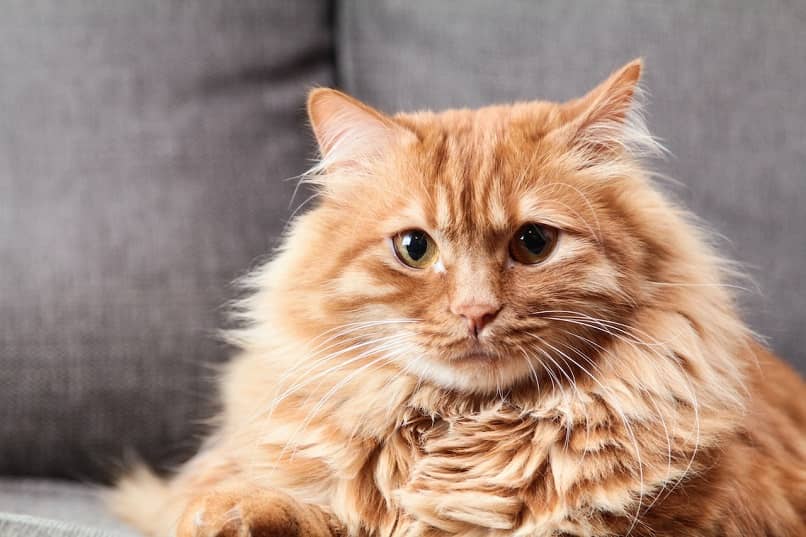 gato naranja sentado en sofa