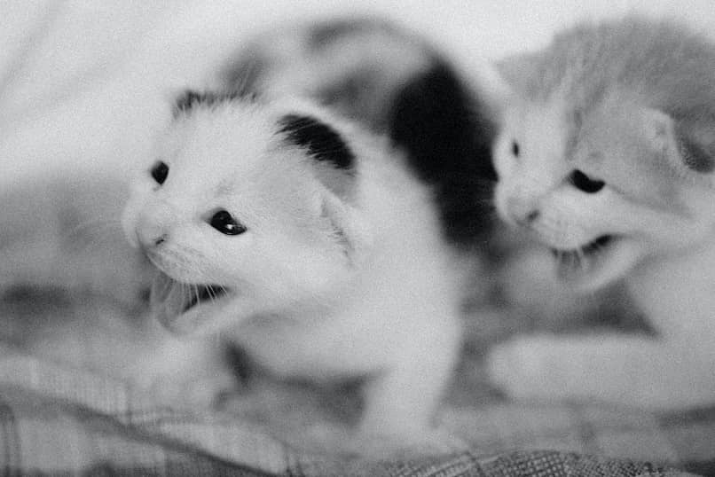 gatos pequenos bebes