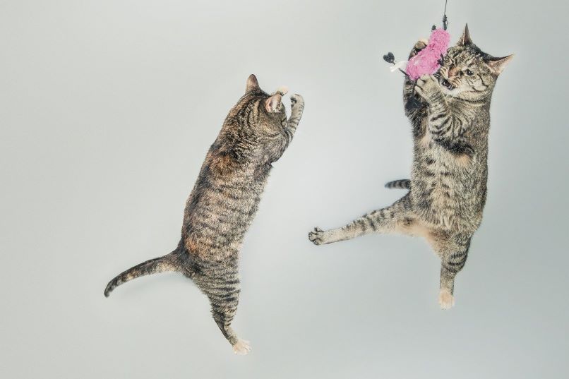 gatos saltando