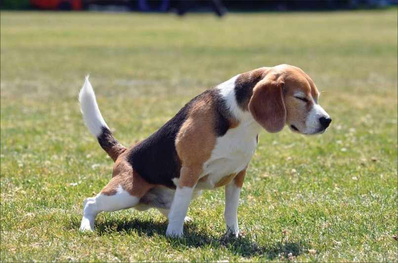 perro beagle orinando mucho en jardin