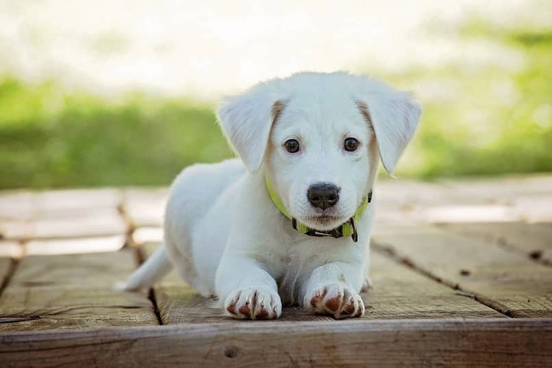 perro cachorro blanco