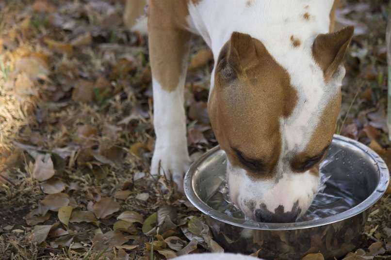 perro boxer tomando mucha agua