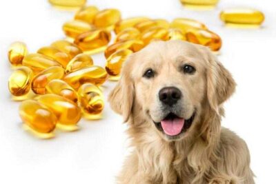 omega 3 para perros