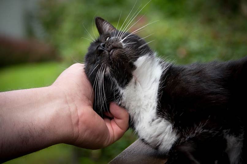 persona acariciando gato negro con blanco