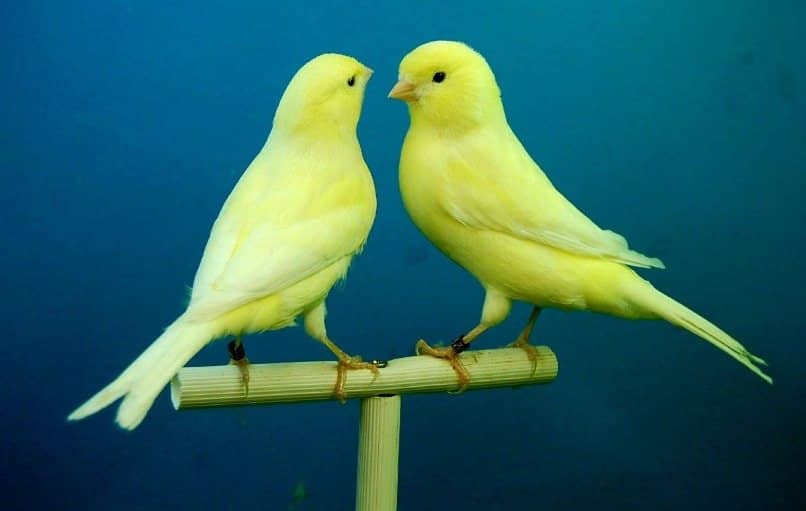 pareja canarios emparejar