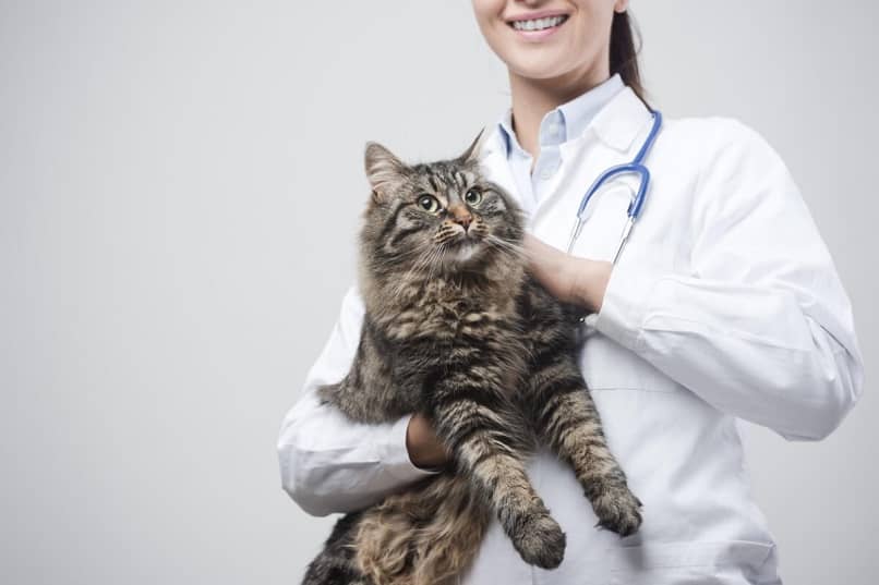 veterinaria con gato