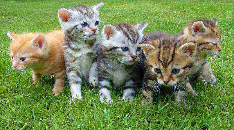gatitos en la grama