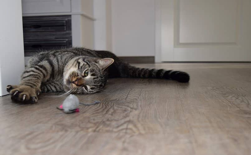gato acostado con juguete