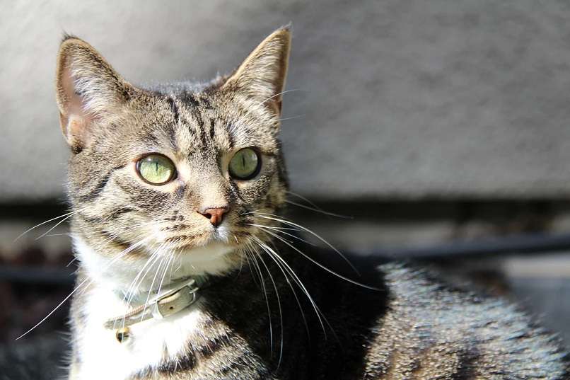 gato gris con ojos verdes