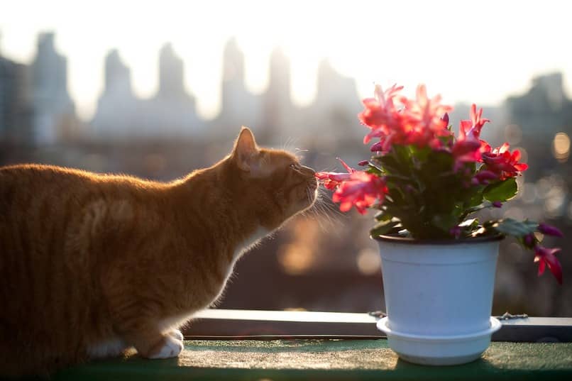 gato oler flor