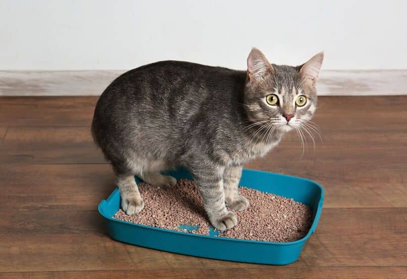 gato utiliza caja de arena