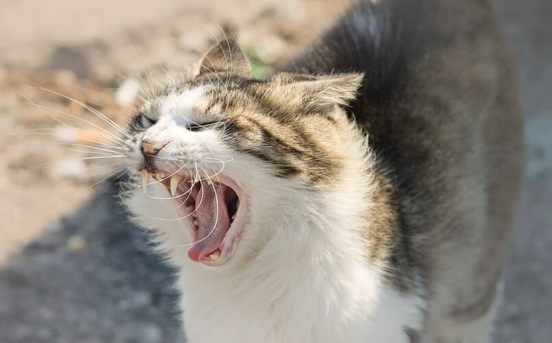 sátira procedimiento tambor Qué Debes Hacer si tu Gato Ataca Frecuentemente a las Personas o Animales?  | Blog de Animales