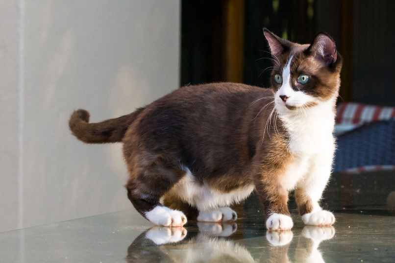 Gato Munchkin - Características, Temperamento y Origen | Blog de Animales