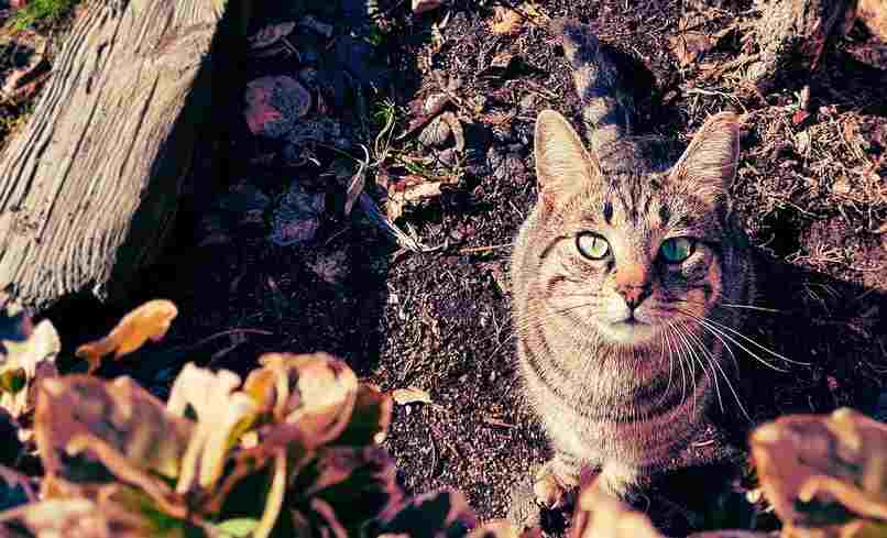 gato jardin ahuyentar