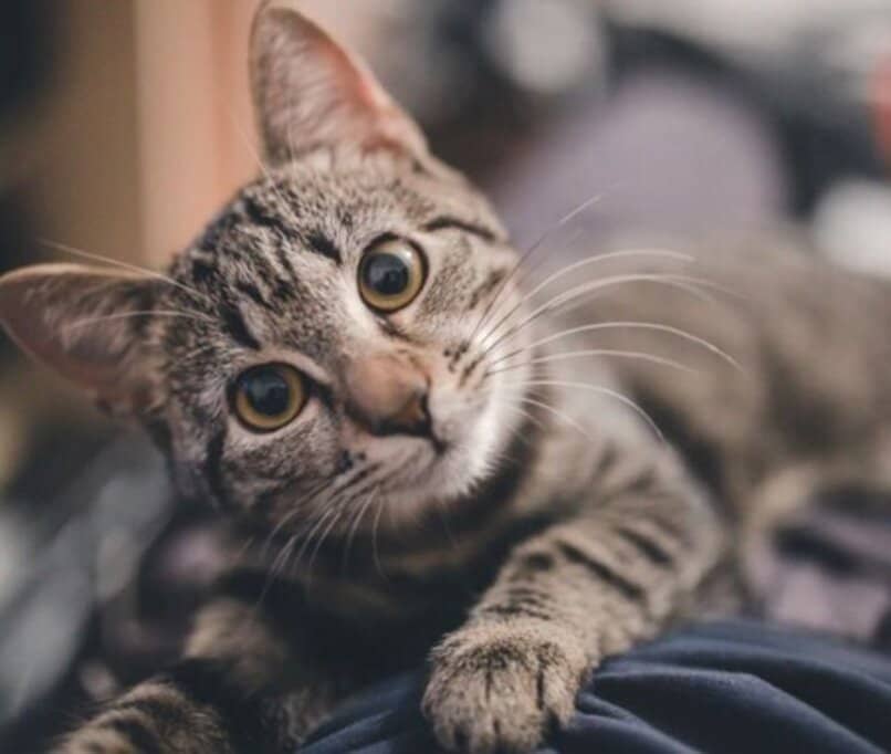 Pensar claro Lamer Qué Cuidados Debemos de Tener con un Gato Ciego | Mejora su Calidad de Vida  | Blog de Animales