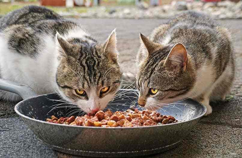 dos gatos comen juntos