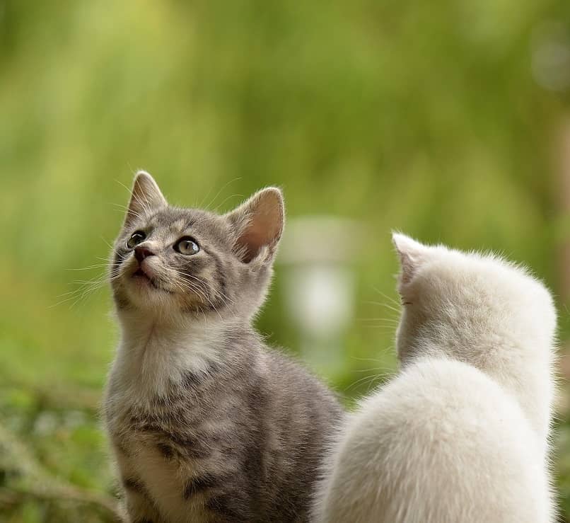 gatos-juntos-exterior
