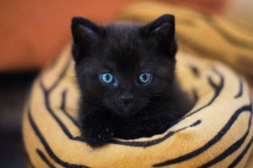 gatos negro machos nombres