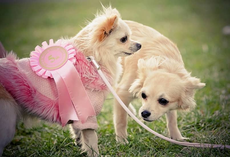 tipos perros chihuahuas vestido rosa