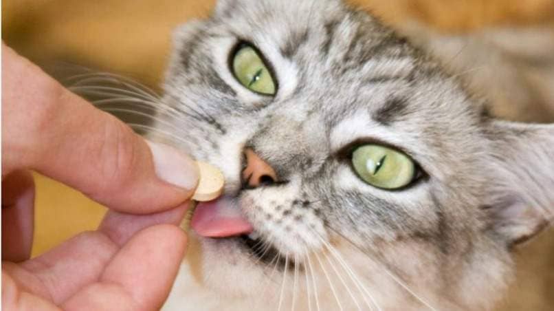 gato lengua pastilla
