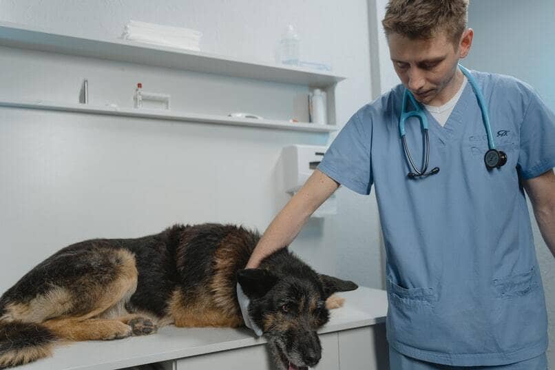 perro enfermo veterinario